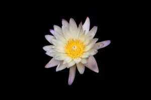 white and yellow flower black background 4k 1695888682