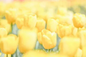 yellow flowers minimal 1695888679