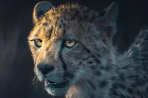 cheetah portrait 4k 1697116449