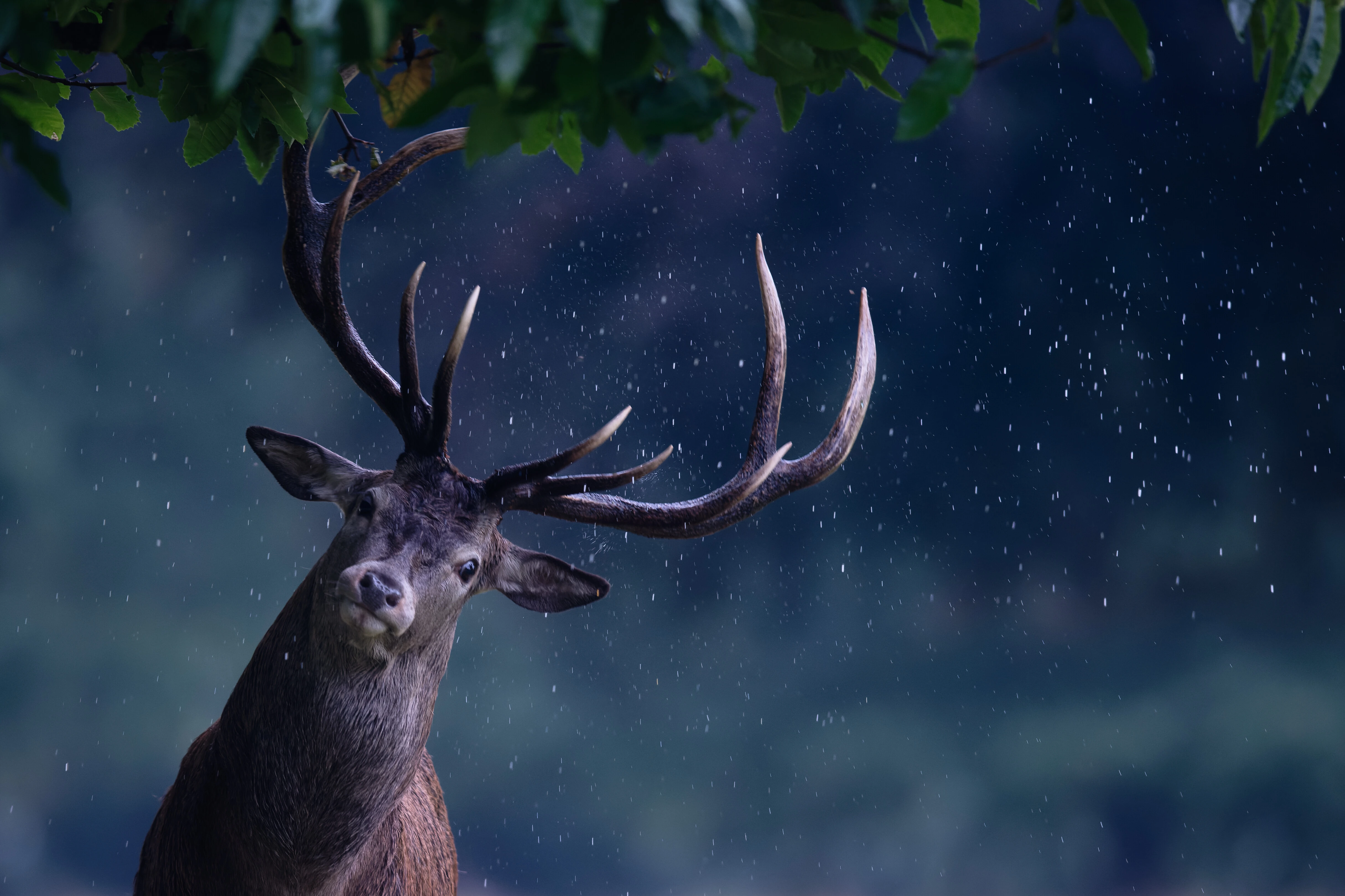 deer rain maker 4k 1697111527
