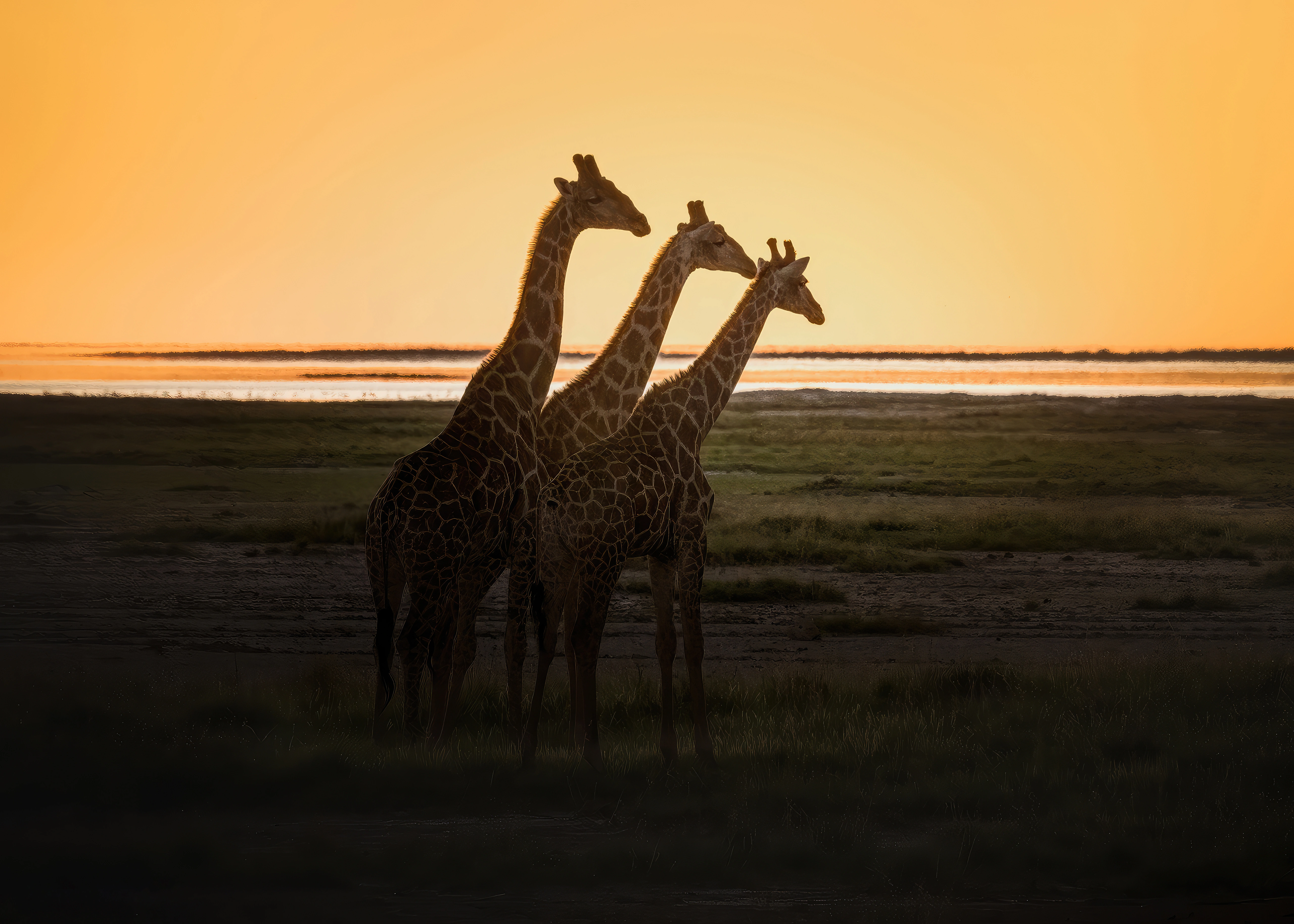 giraffes animal 4k 1697111527