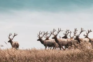 herd of deer 4k 1697116449
