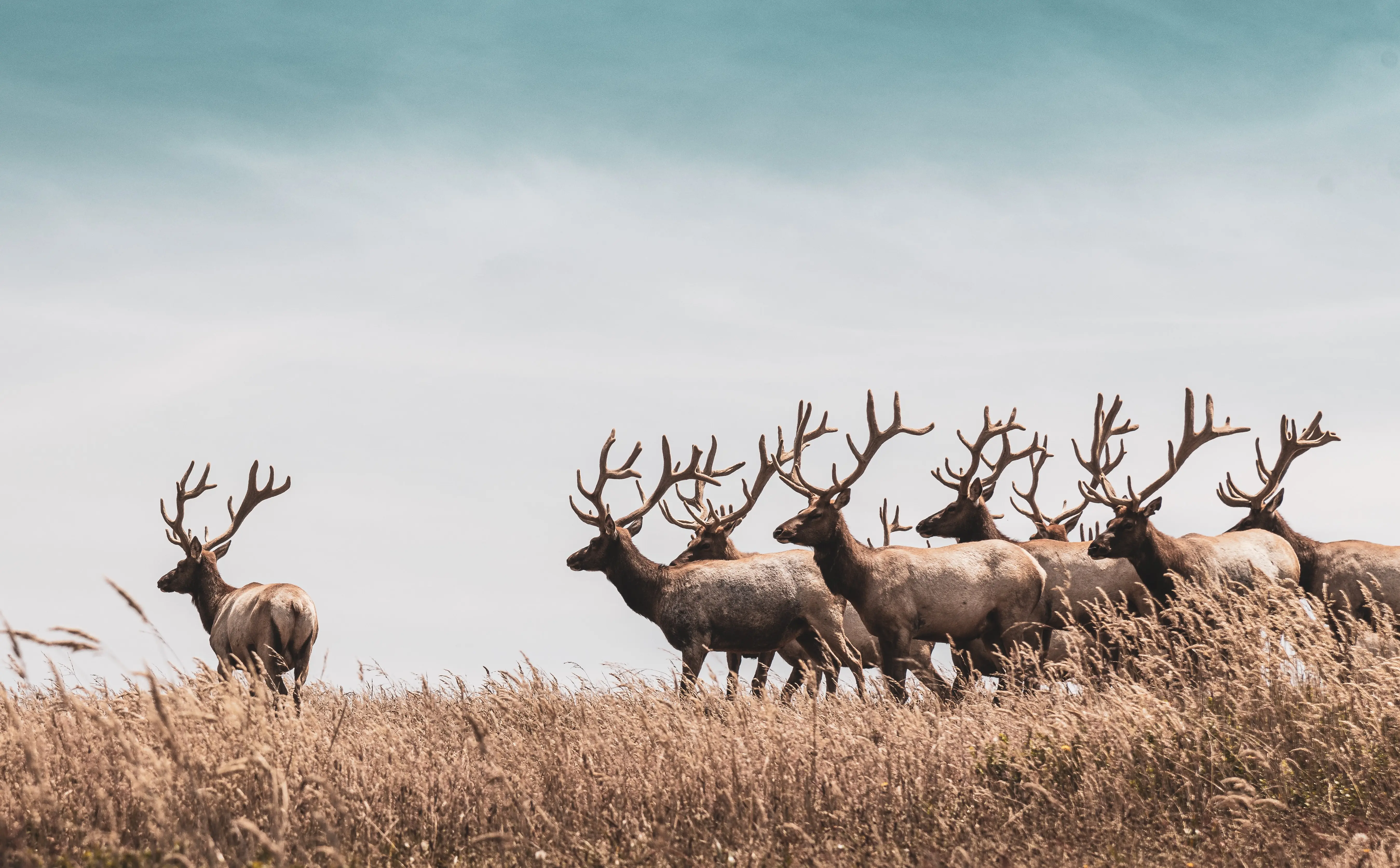 herd of deer 4k 1697116449