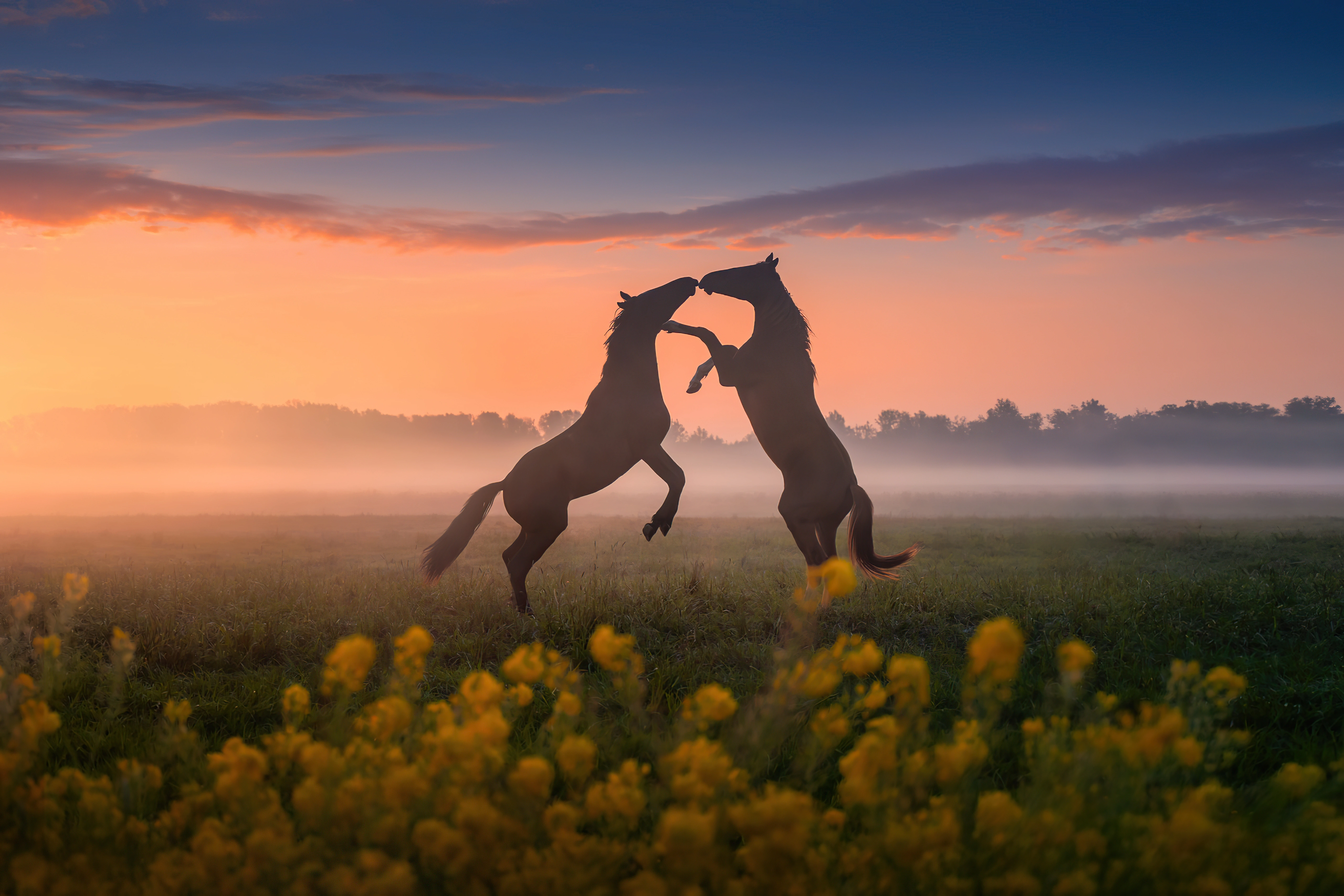 horses dancing sunset 4k 1697111527