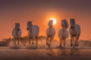 horses white angels of camargue 4k 1697116449