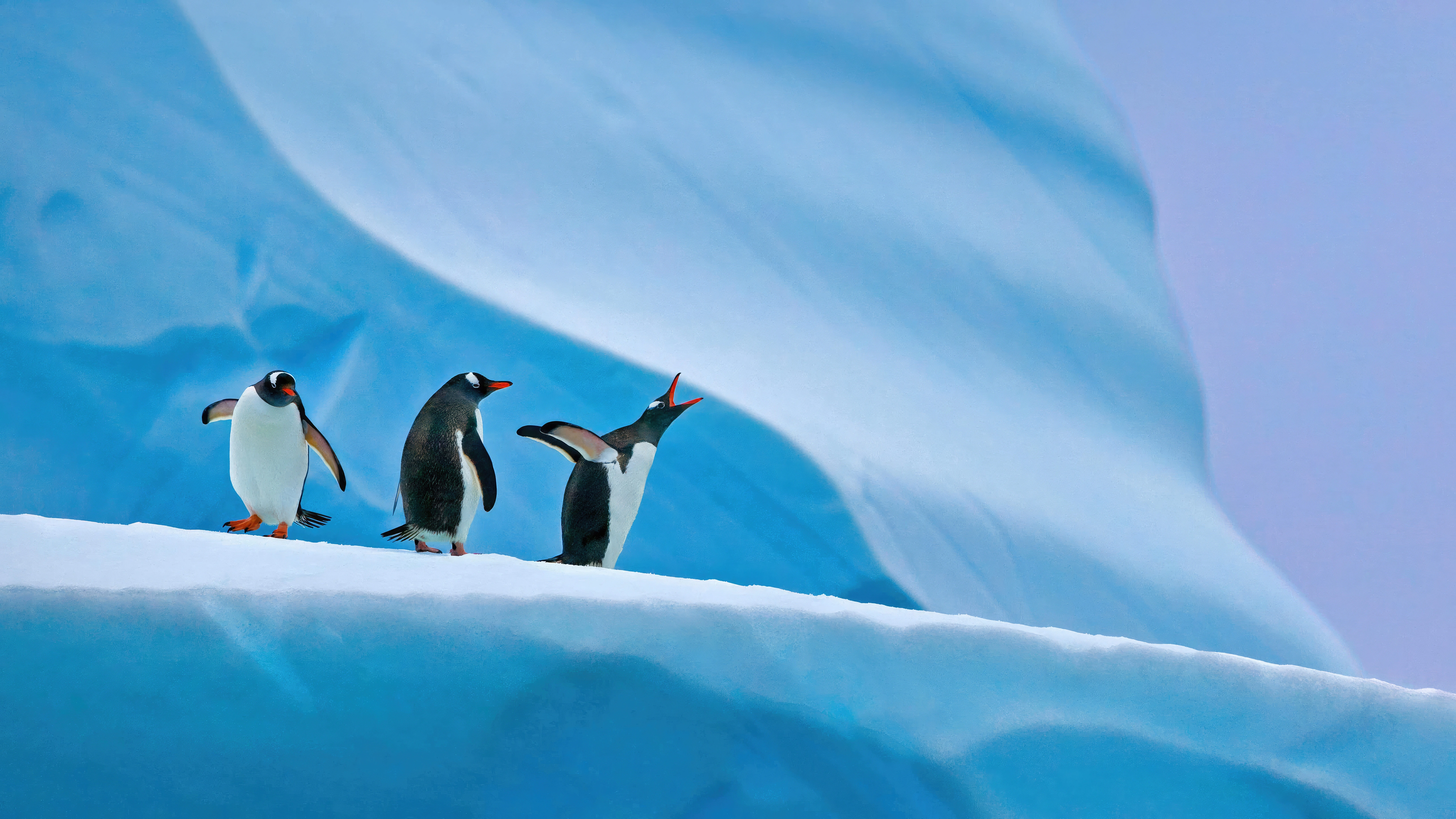 penguins in antarctica 4k 1697111527