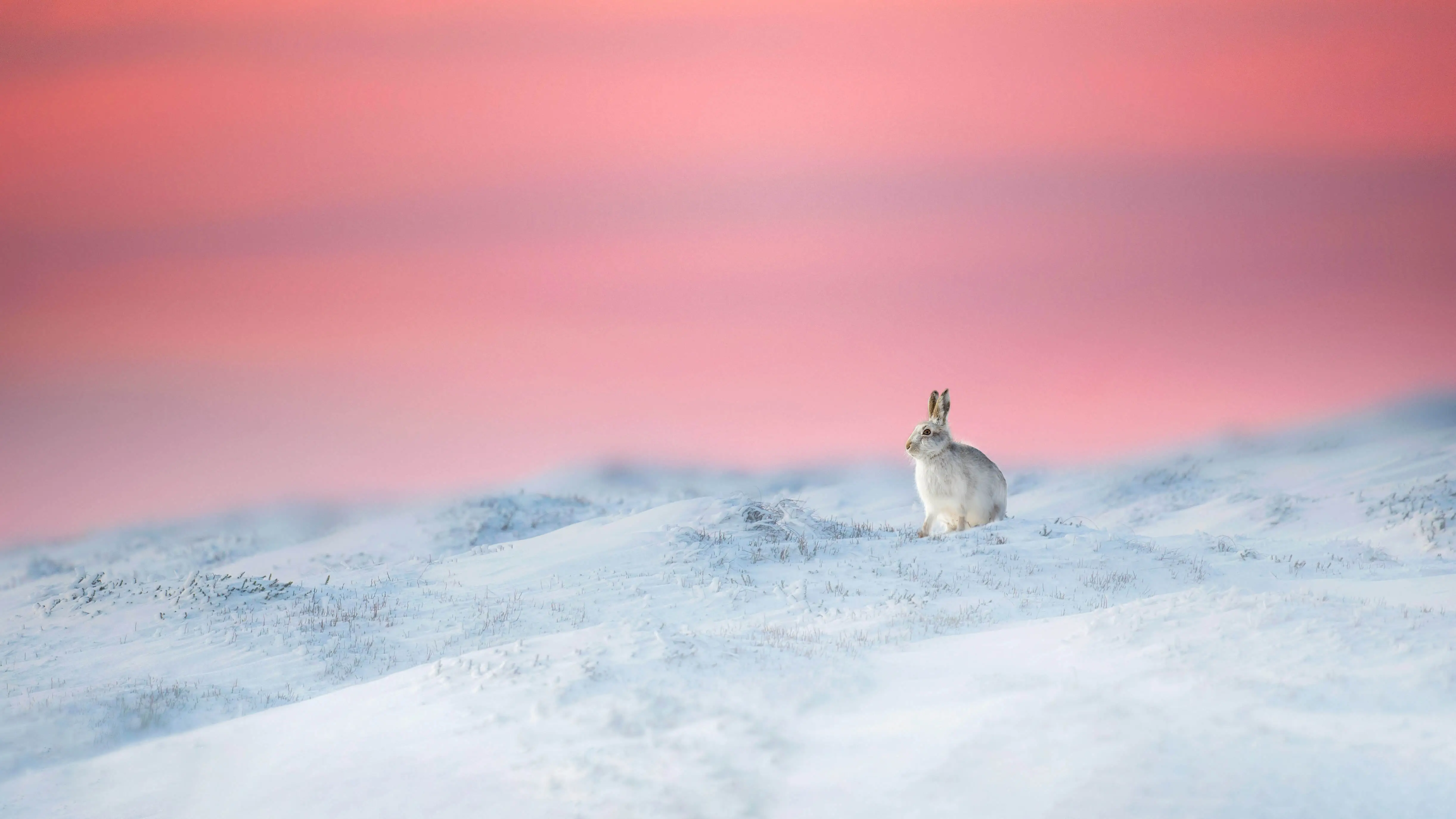 rabbit in snow sitting 4k 1697111527