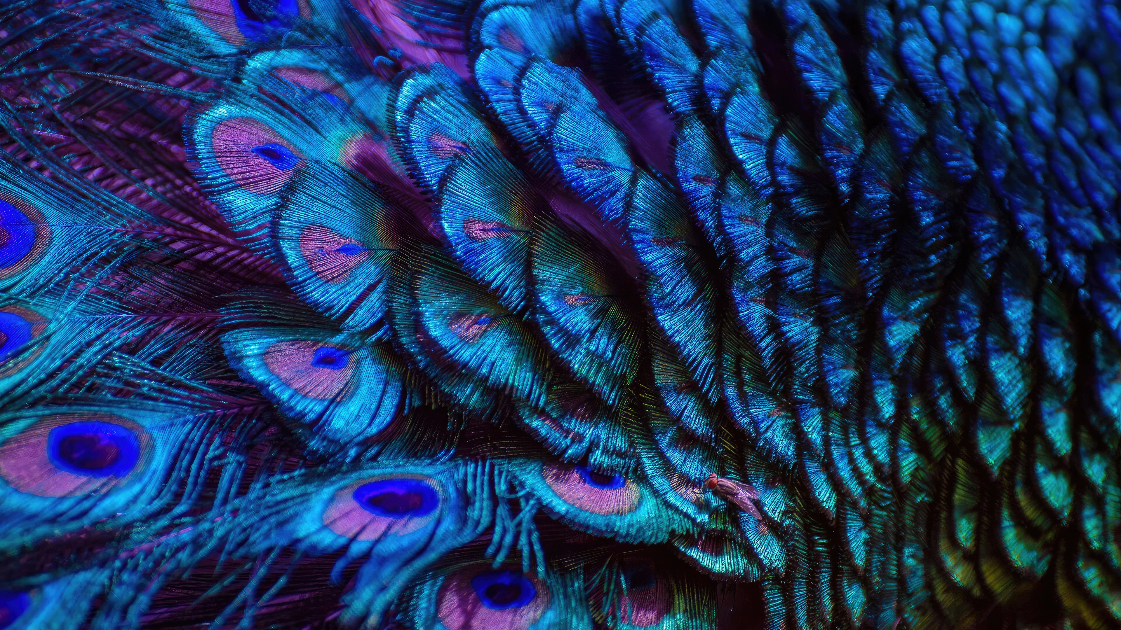 splendid peacock feather animal 4k 1697111527