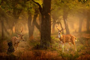 spotted deer 4k 1697111527