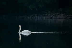swan bird 4k 1697111527