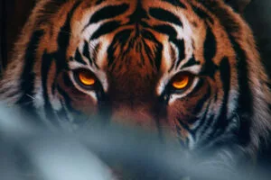 tiger face animal 4k 1697111527