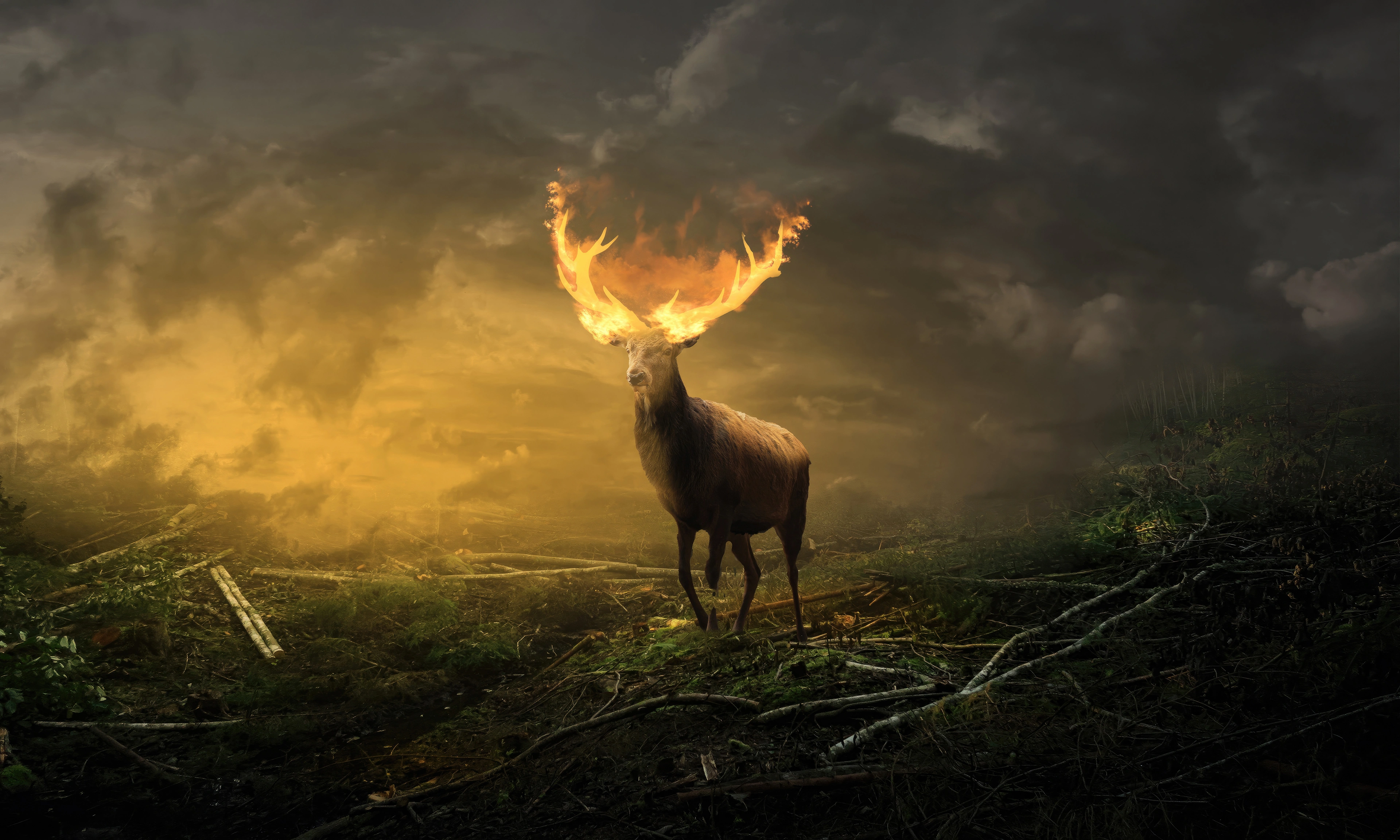 deer with burning horns eh.jpg