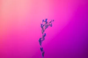 flower pink purple 5k au.jpg