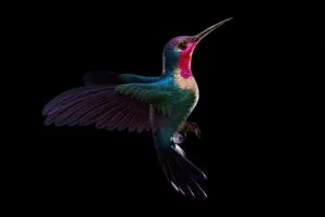 hummingbird dark 5k sk.jpg