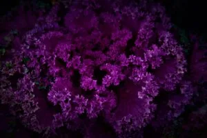 mystical purple flora amidst dark patterns s4.jpg