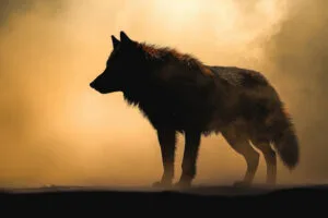 wolf dark night 5k yp.jpg