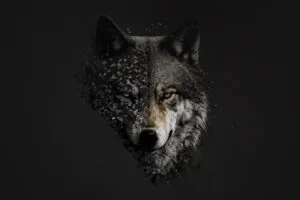 wolf minimal 4k ks.jpg