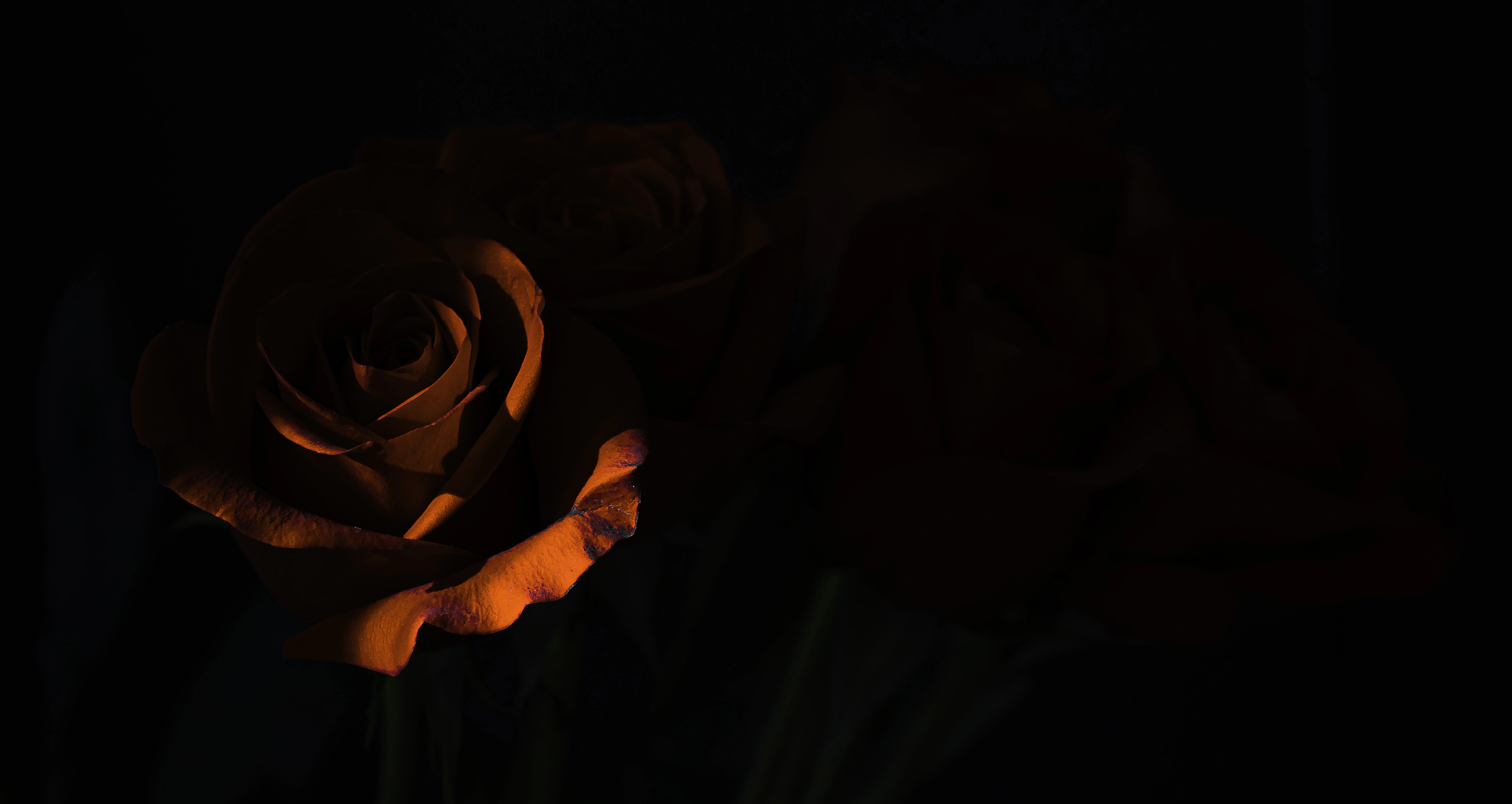 morning rose dark 5k rc.jpg