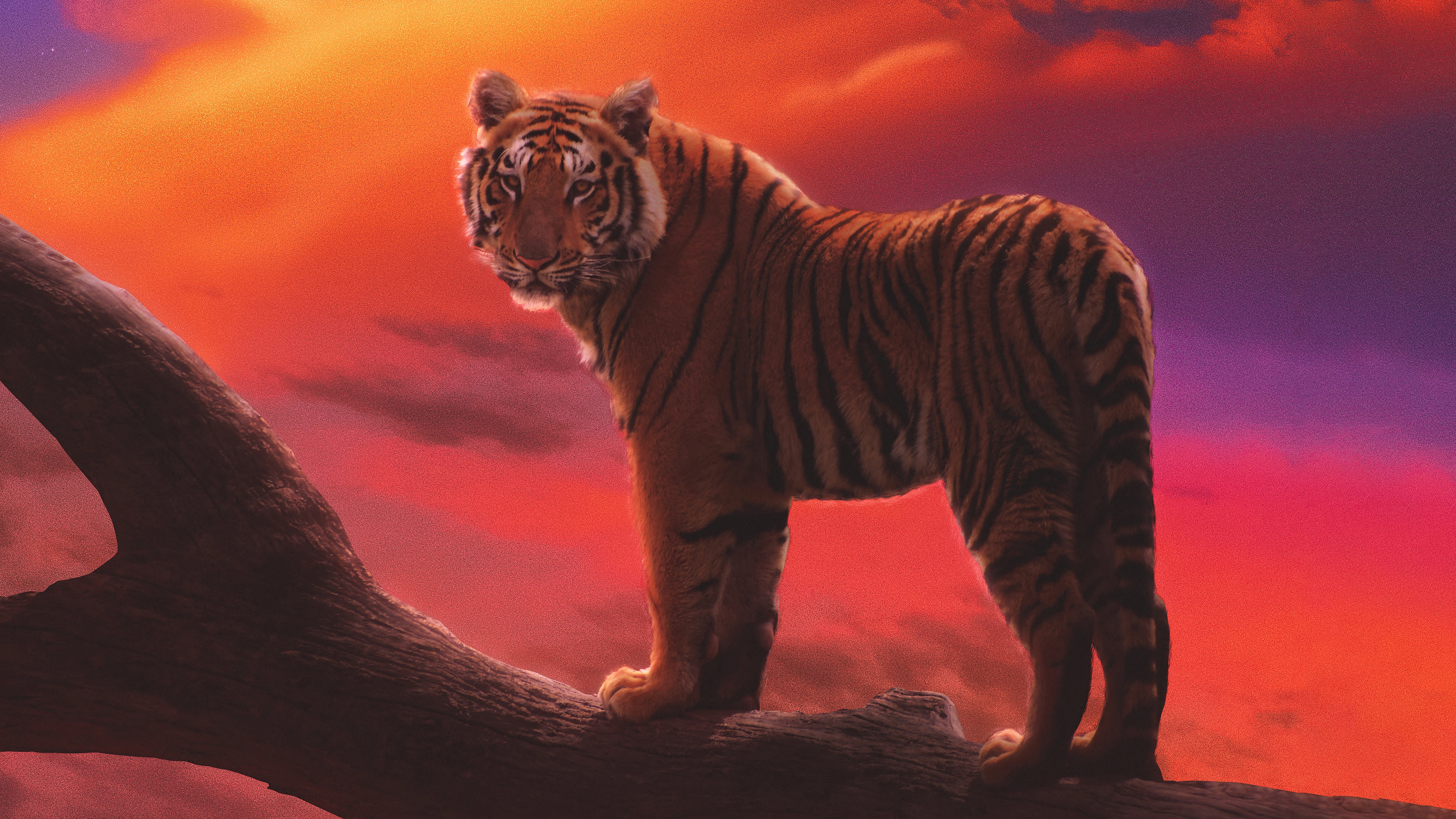 tiger the amber dream 76.jpg