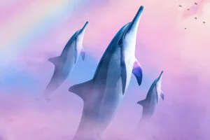 dolphins diving in the sky m6.jpg