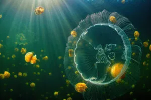 jellyfish sea life 5k rp.jpg