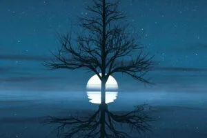 moon set behind tree bb.jpg